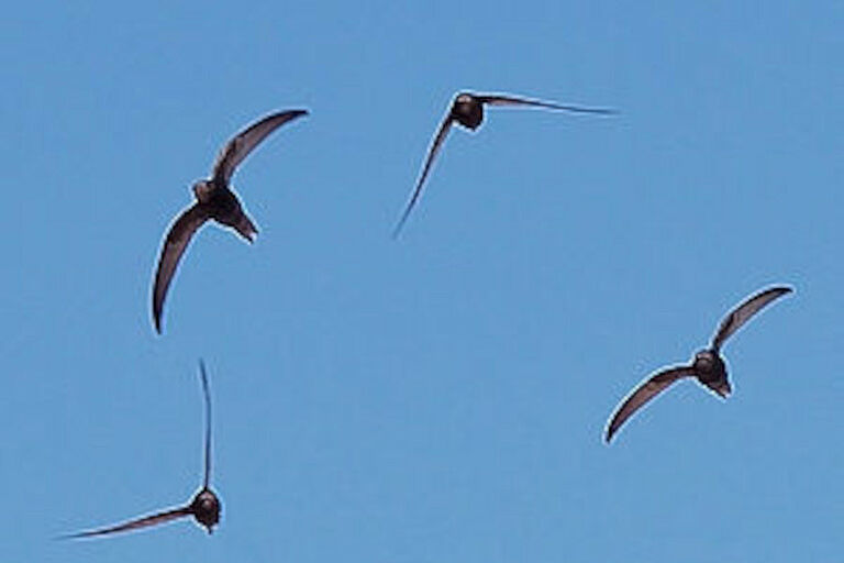 Mauersegler im Flug