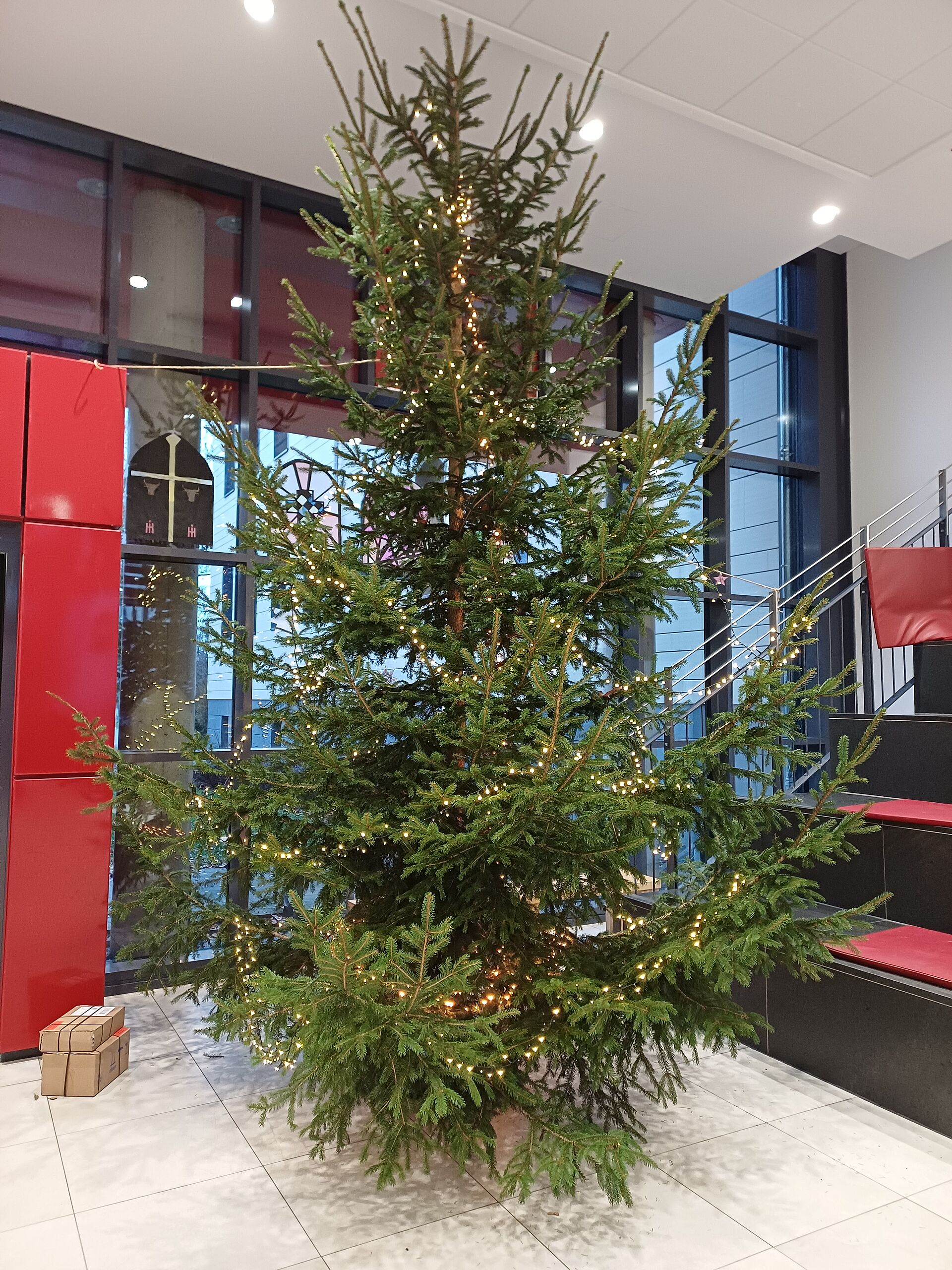 Unser Weihnachtsbaum wird aufgestellt