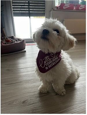 Lotti, der neue Schulhund an der Laurentius-Realschule