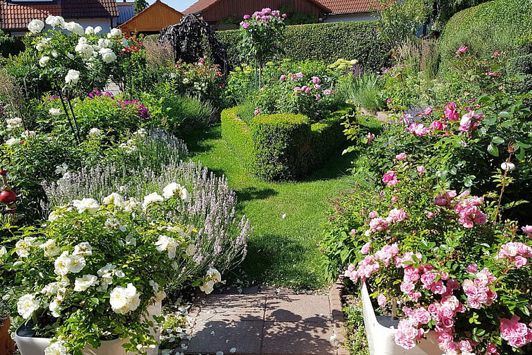 Frau Gessners Rosengarten