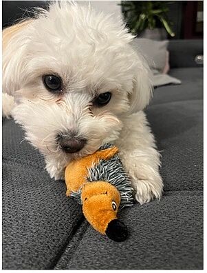 Das ist mein Igel. Das sind die Hundesachen, die ich sonst gerne mache.